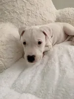 Orange, a female Dogo Argentino for sale in Ballston Spa, NY – 4 of 5