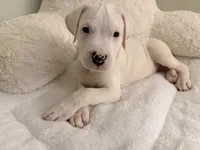 Black, a male Dogo Argentino for sale in Ballston Spa, NY – 5 of 7