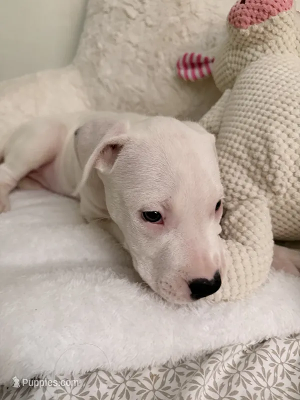 Orange – Dogo Argentino puppy for sale in Ballston Spa, NY