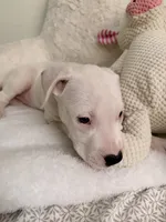 Orange, a female Dogo Argentino for sale in Ballston Spa, NY – 1 of 5