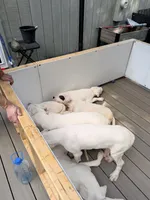Spot, a male Dogo Argentino for sale in Ballston Spa, NY – 7 of 7