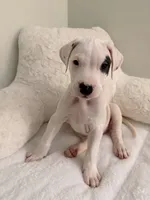 Spot, a male Dogo Argentino for sale in Ballston Spa, NY – 2 of 4