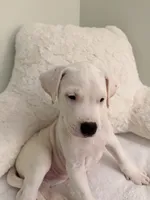 Red, a female Dogo Argentino for sale in Ballston Spa, NY – 5 of 5