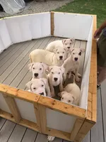 Spot, a male Dogo Argentino for sale in Ballston Spa, NY – 5 of 7