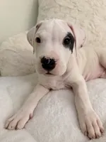 Spot, a male Dogo Argentino for sale in Ballston Spa, NY – 3 of 4