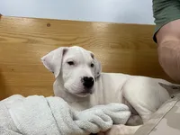 Light Blue, a female Dogo Argentino for sale in Ballston Spa, NY – 7 of 9