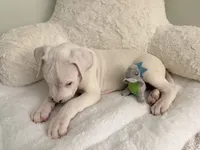 Black, a male Dogo Argentino for sale in Ballston Spa, NY – 4 of 7