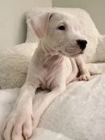 White, a female Dogo Argentino for sale in Ballston Spa, NY – 2 of 4