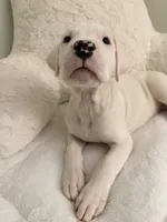 Black, a male Dogo Argentino for sale in Ballston Spa, NY – 2 of 7
