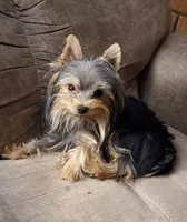 Grego-Brown collar, a male Yorkshire Terrier for sale in Lampasas, TX – 6 of 6