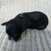 Milo-Green, a male Yorkshire Terrier for sale in Lampasas, TX – 2 of 4