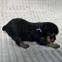 Katy-Blue collar, a female Yorkshire Terrier for sale in Lampasas, TX – 2 of 4