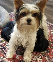 Grego-Brown collar, a male Yorkshire Terrier for sale in Lampasas, TX – 5 of 6