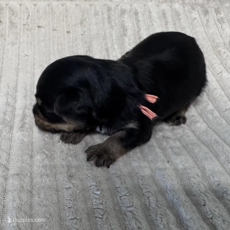 Lisa-Peach – Yorkshire Terrier puppy for sale in Lampasas, TX