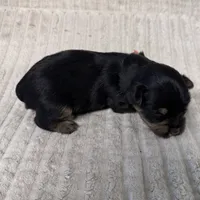 Lisa-Peach, a female Yorkshire Terrier for sale in Lampasas, TX – 2 of 3