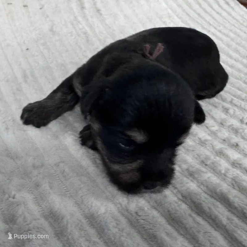 Grego-Brown collar – Yorkshire Terrier puppy for sale in Lampasas, TX