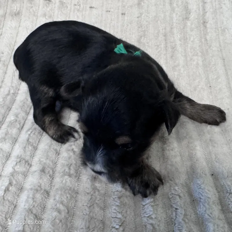 Milo-Green – Yorkshire Terrier puppy for sale in Lampasas, TX
