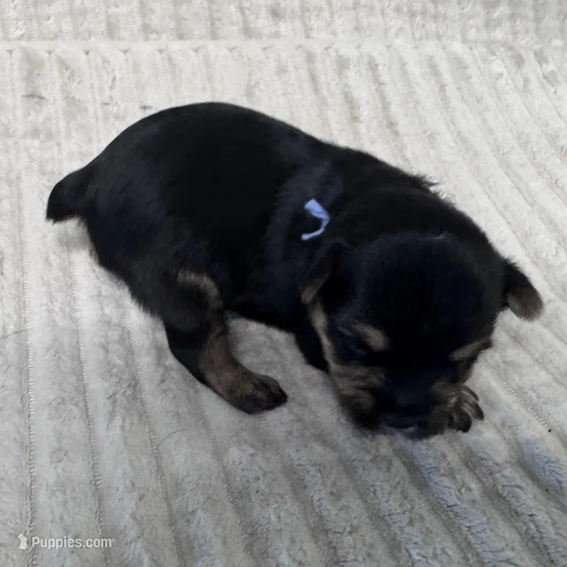 Katy-Blue collar – Yorkshire Terrier puppy for sale in Lampasas, TX