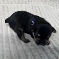 Katy-Blue collar, a female Yorkshire Terrier for sale in Lampasas, TX – 1 of 4