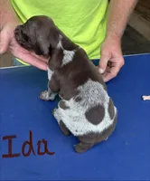 Ida, a female German Shorthaired Pointer for sale in Mount Vernon, WA – 3 of 3