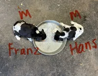 Franz, a male German Shorthaired Pointer for sale in Mount Vernon, WA – 2 of 3