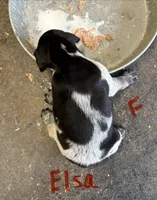 Elsa, a female German Shorthaired Pointer for sale in Mount Vernon, WA – 5 of 5