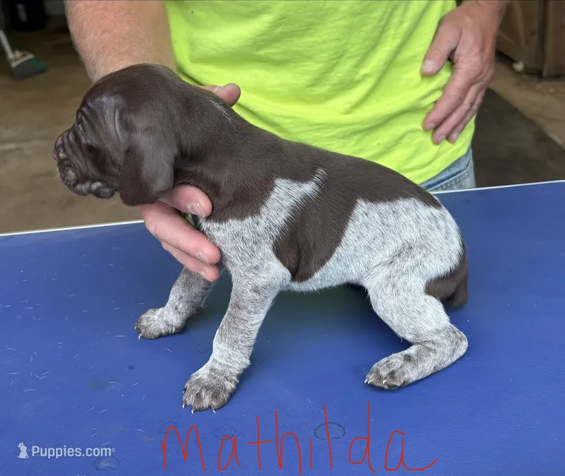 Mathilda – German Shorthaired Pointer puppy for sale in Mount Vernon, WA