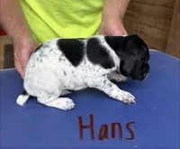 Hans, a male German Shorthaired Pointer for sale in Mount Vernon, WA – 2 of 3
