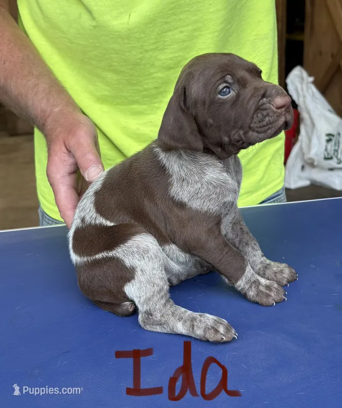 Ida – German Shorthaired Pointer puppy for sale in Mount Vernon, WA