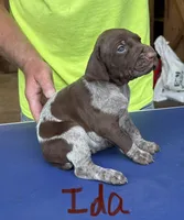 Ida, a female German Shorthaired Pointer for sale in Mount Vernon, WA – 1 of 3