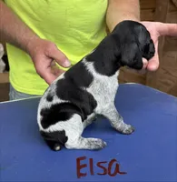 Elsa, a female German Shorthaired Pointer for sale in Mount Vernon, WA – 4 of 5
