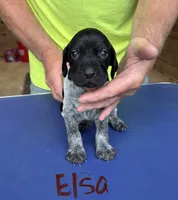 Elsa, a female German Shorthaired Pointer for sale in Mount Vernon, WA – 2 of 5
