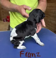 Franz, a male German Shorthaired Pointer for sale in Mount Vernon, WA – 1 of 3