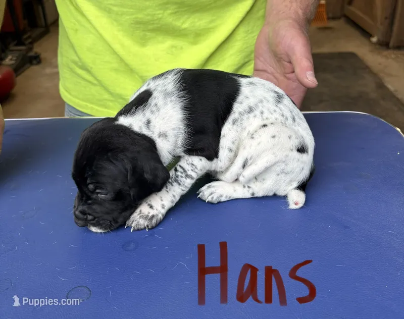Hans – German Shorthaired Pointer puppy for sale in Mount Vernon, WA