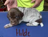 Hilde, a female German Shorthaired Pointer for sale in Mount Vernon, WA – 1 of 2