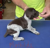 Mathilda, a female German Shorthaired Pointer for sale in Mount Vernon, WA – 2 of 2