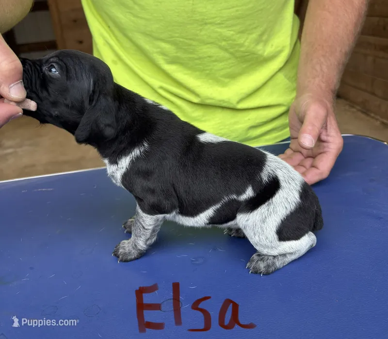 Elsa – German Shorthaired Pointer puppy for sale in Mount Vernon, WA