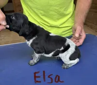 Elsa, a female German Shorthaired Pointer for sale in Mount Vernon, WA – 1 of 5