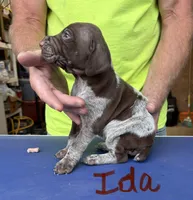 Ida, a female German Shorthaired Pointer for sale in Mount Vernon, WA – 2 of 3