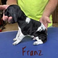 Franz, a male German Shorthaired Pointer for sale in Mount Vernon, WA – 3 of 3