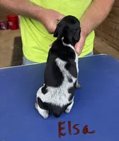 Elsa, a female German Shorthaired Pointer for sale in Mount Vernon, WA – 3 of 5