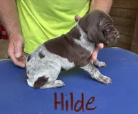 Hilde, a female German Shorthaired Pointer for sale in Mount Vernon, WA – 2 of 2