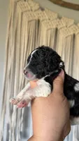 Gucci, a male Goldendoodle for sale in El Cajon, CA – 6 of 7