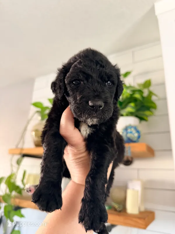 Dior – Goldendoodle puppy for sale in El Cajon, CA
