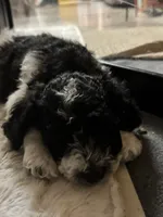 Gucci, a male Goldendoodle for sale in El Cajon, CA – 4 of 7