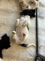 Prada , a female Goldendoodle for sale in El Cajon, CA – 5 of 8