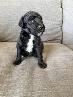 Dior, a female Goldendoodle for sale in El Cajon, CA – 2 of 4