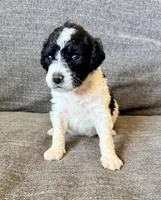 Prada , a female Goldendoodle for sale in El Cajon, CA – 4 of 8