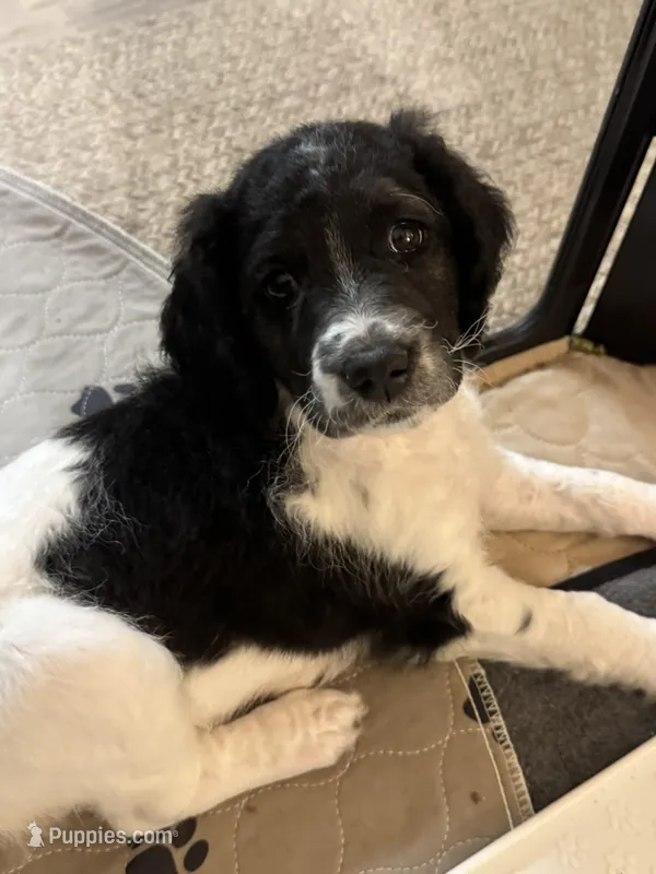 Prada  – Goldendoodle puppy for sale in El Cajon, CA