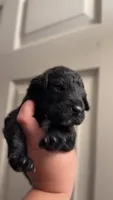 Dior, a female Goldendoodle for sale in El Cajon, CA – 3 of 4